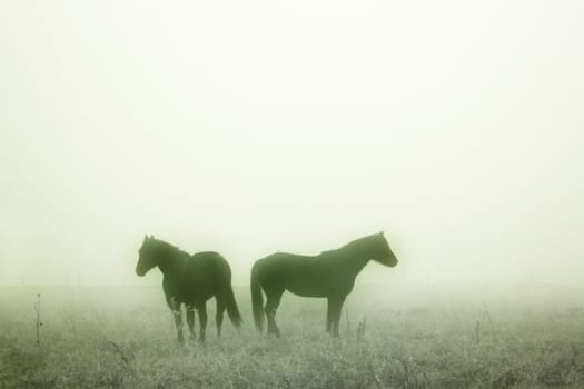 Prairie Horses