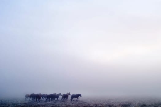 Prairie Horses