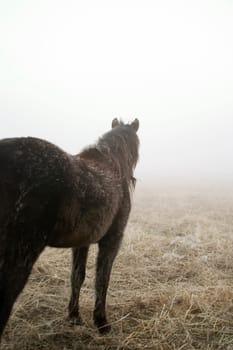 Prairie Horse