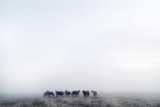 Prairie Horses