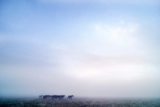 Prairie Horses