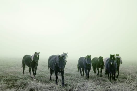 Prairie Horses