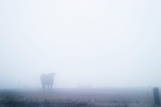 Cow in Fog