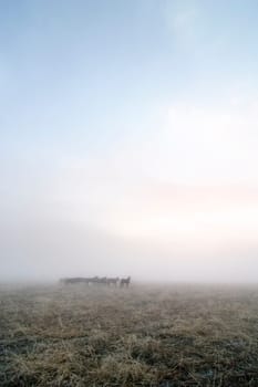 Prairie Horses