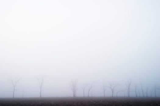 Prairie Fog