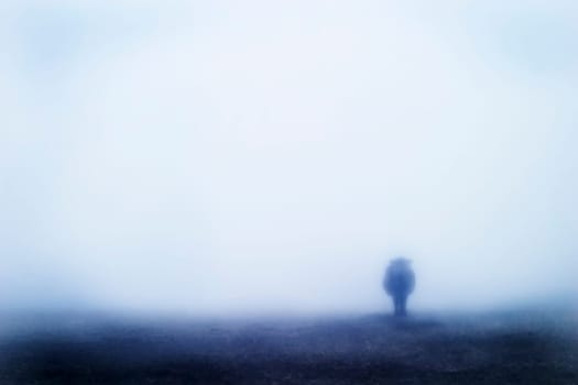 Cow in Fog