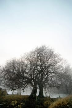 Foggy Tree Row