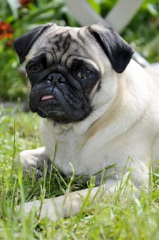 Pug in the countryside