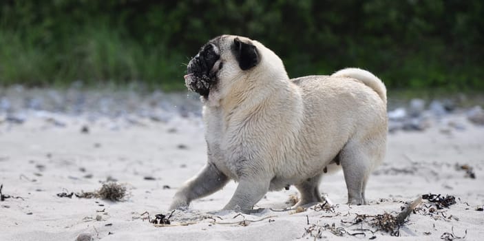 Pug on the beach