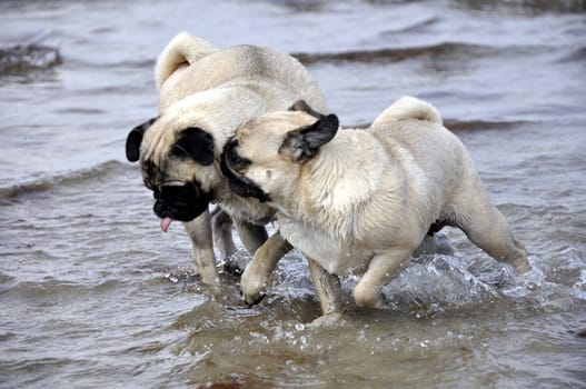 Pugs on the beach