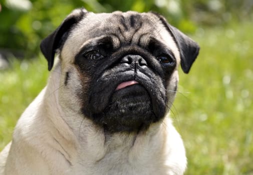 Pug in the countryside
