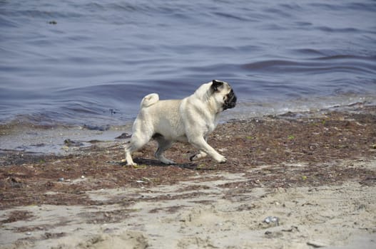 Pug on the beach