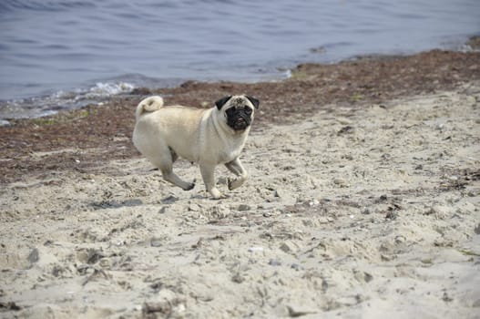 Pug on the beach