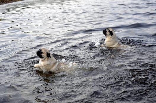 Bathing pugs