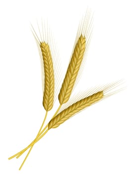 Wheat isolated on white