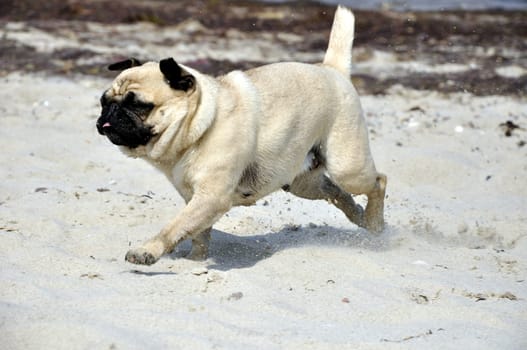 Pug on the beach