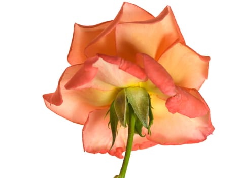 apricot orange  rose flower isolated on white background