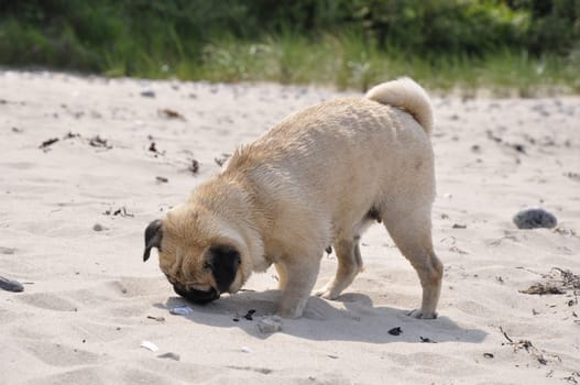 Pug on the beach