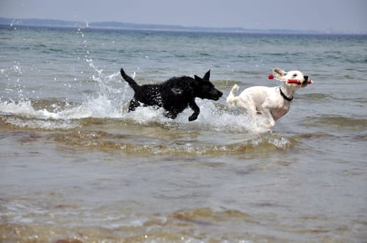 raging dog