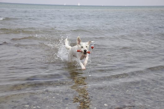 raging dog