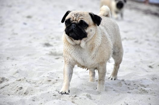 Pug on the beach