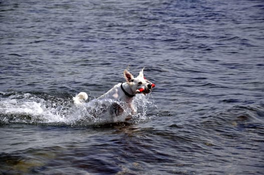 raging dog