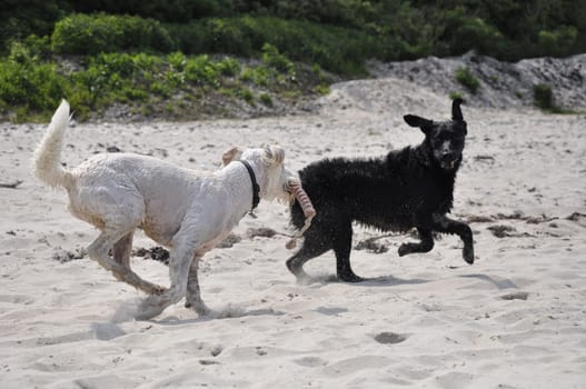 raging dog
