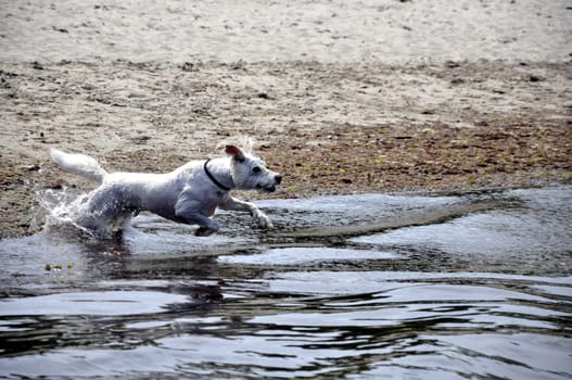 raging dog