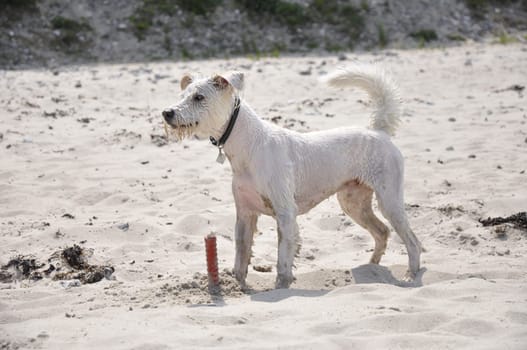 raging dog