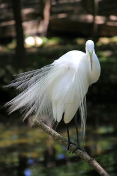 Great egret