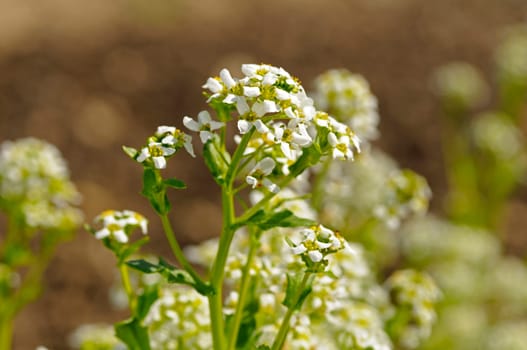 Blüte Echtes Löffelkraut,Cochlearia officinalis,Cochlearia linnaei,Crucifera