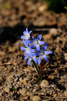 Common snow pride,star hyacinth,Hyacinthaceae,Chionodoxa luciliae