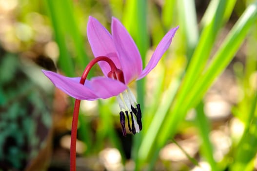 Dog's tooth lily,dog's tooth lily,Erythronium dens-canis