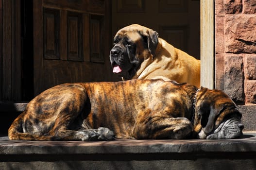 Two sleepy guard dogs