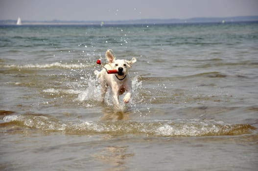 raging dog