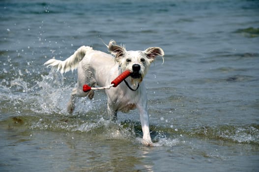 raging dog