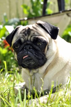 Pug in the grass