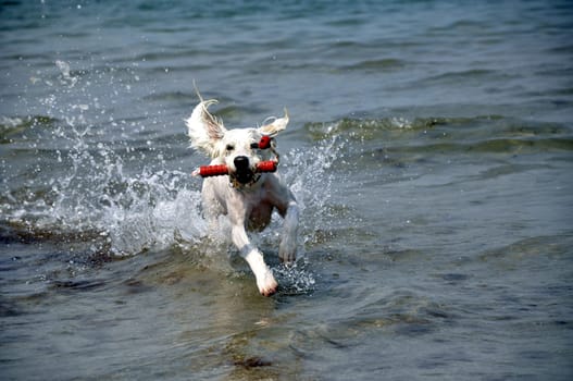 raging dog