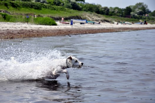 raging dog