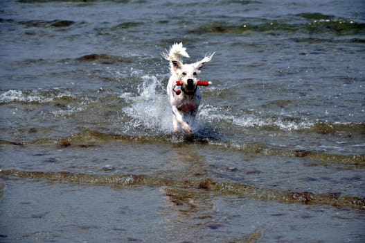 raging dog