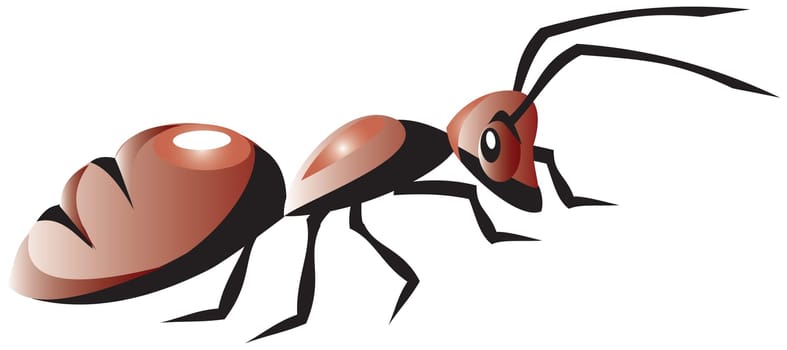 Ant