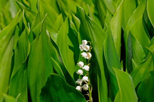Lily of the Valley,Convallaria majalis