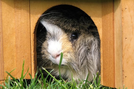 Guinea pig in the cottage