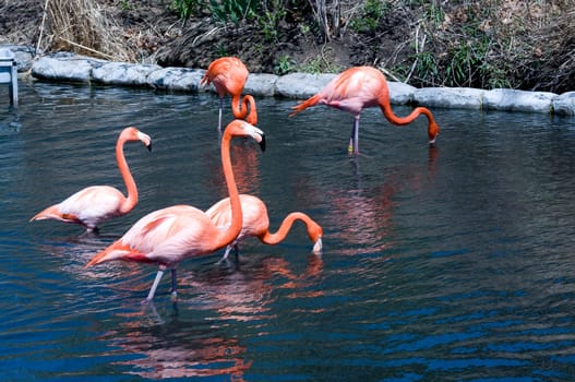 flamingos
