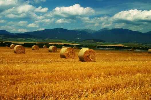 Autumn field