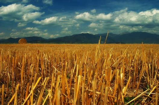 Autumn field