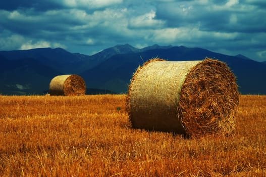 Autumn field
