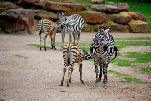 Zebra