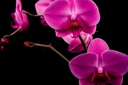 Orchidea Phalaenopsis
