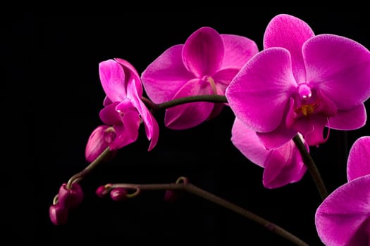 Orchidea Phalaenopsis